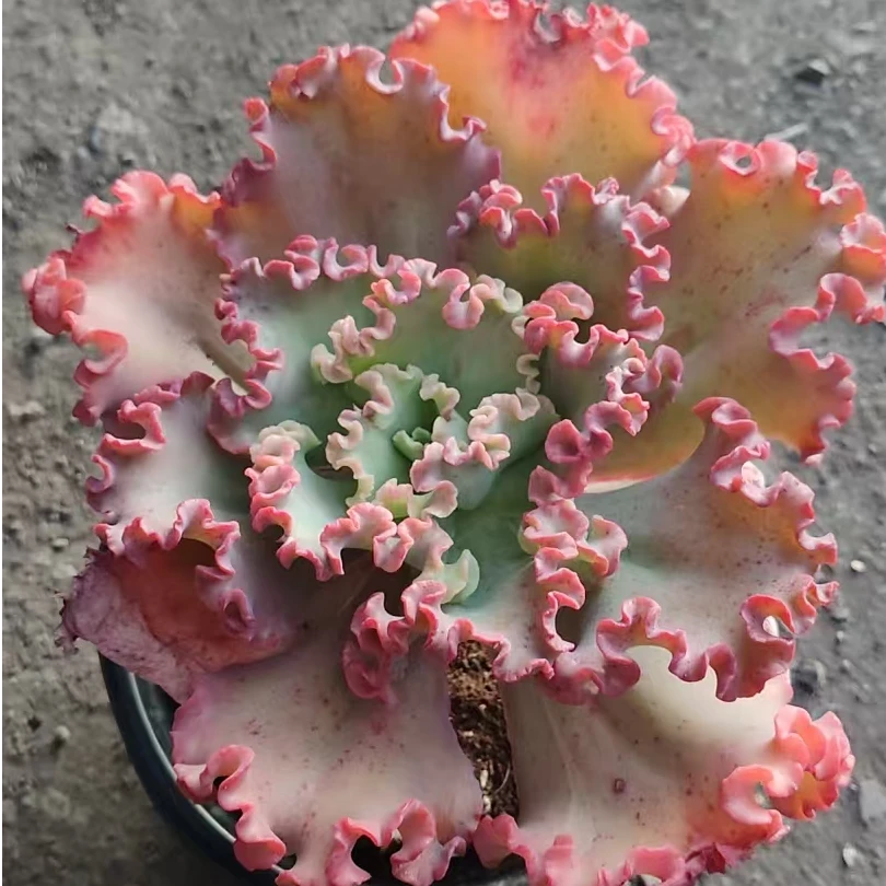 女王花笠1颗大包菜(满9.99包邮)吹吹多肉多肉植物夏季耐寒