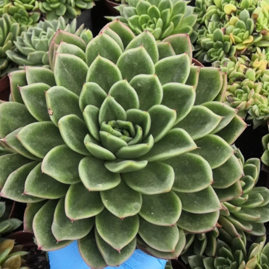 绿杯冬云/(本店累计拍满9.99包邮)