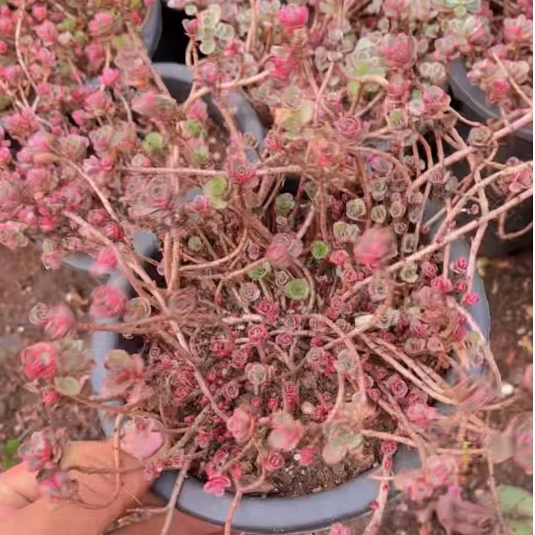 小球玫瑰锦（本店累计满15包邮）吹吹多肉多肉植物