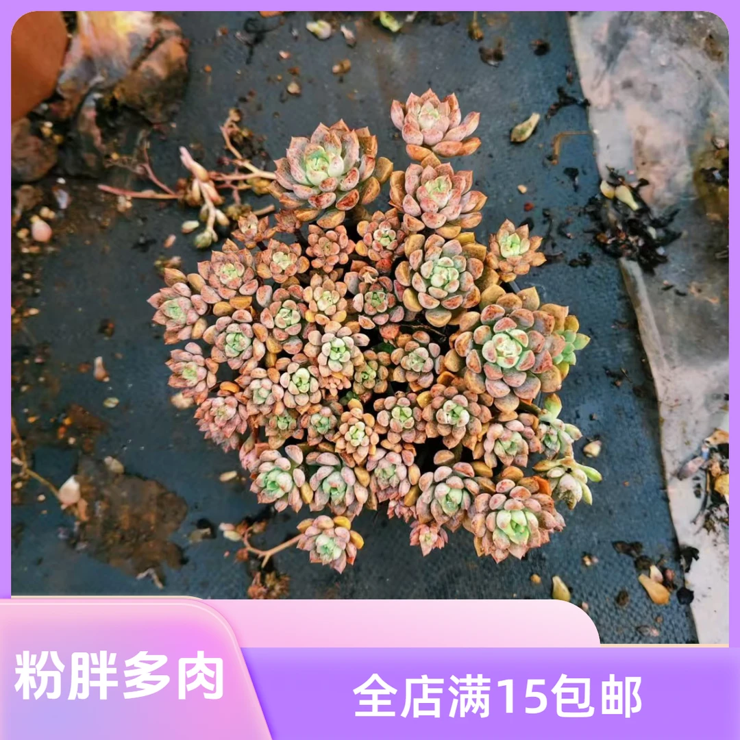 120杯粉布偶3颗/满15包邮/吹吹多肉多肉植物老桩