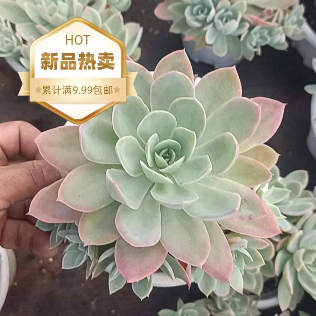 老桩丝绸面纱(本店累计满9.9包邮）吹吹多肉叶片脱土多肉植物