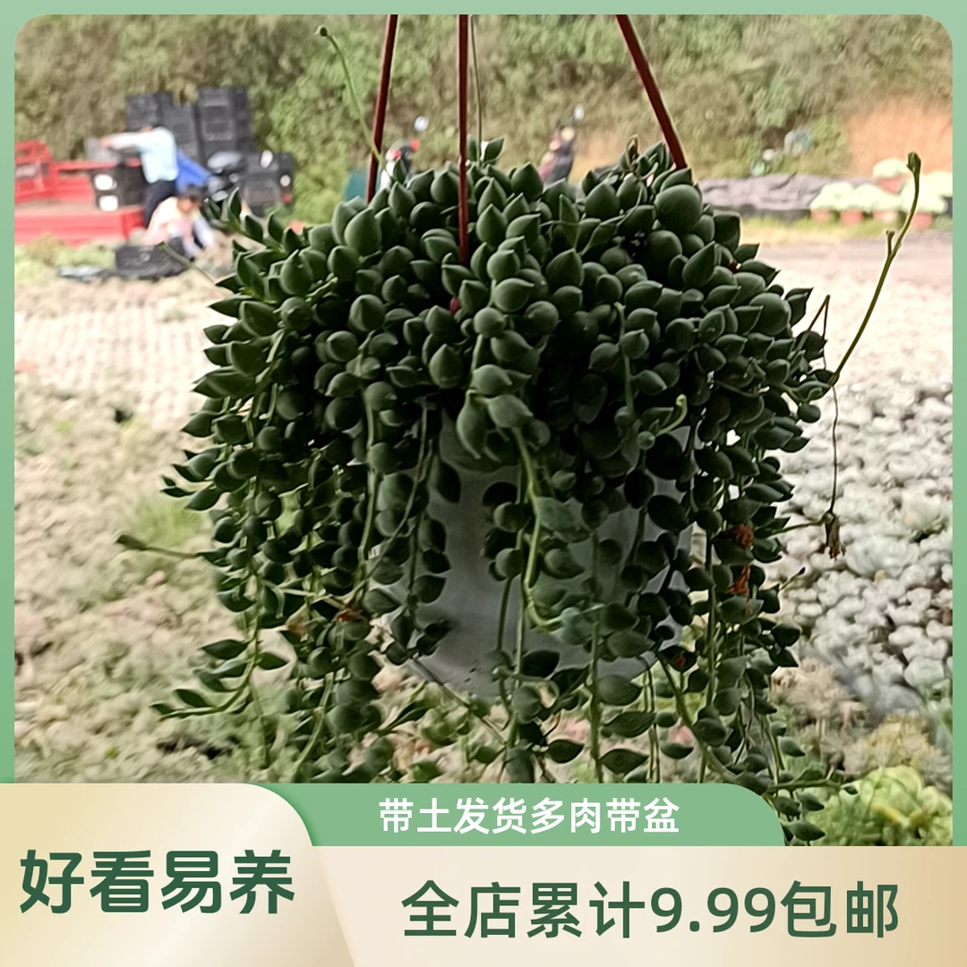 情人泪带盆带土发货/(累计拍满9.99包邮)吹吹多肉