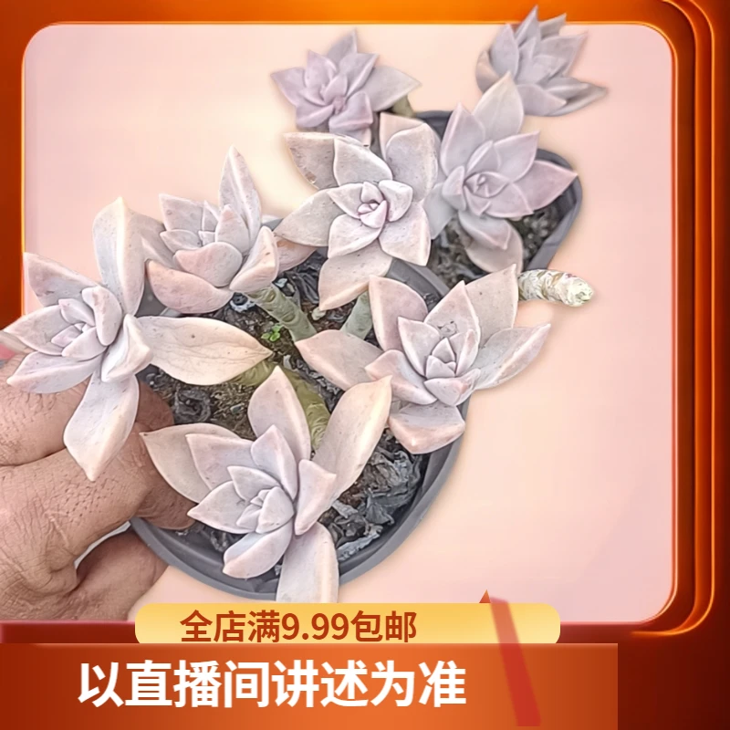 散装初恋4盆脱土发(累计拍满9.99包邮）吹吹多肉养护多肉植物