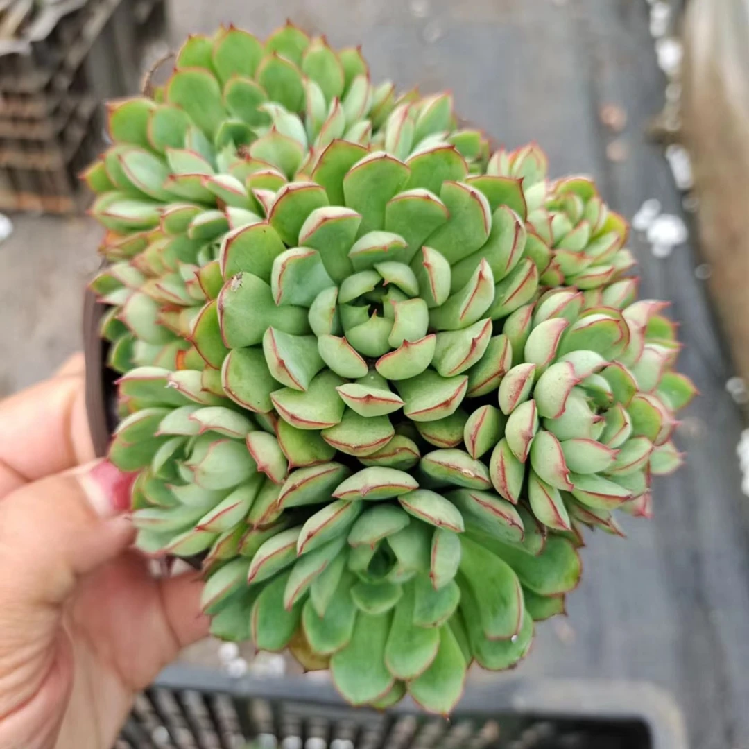 【清棚】梦幻玫瑰6盆（下单包邮）吹吹多肉多肉植物