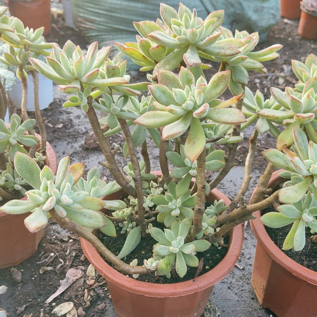 红兔耳老桩30cm冠幅/吹吹多肉多肉植物红色空