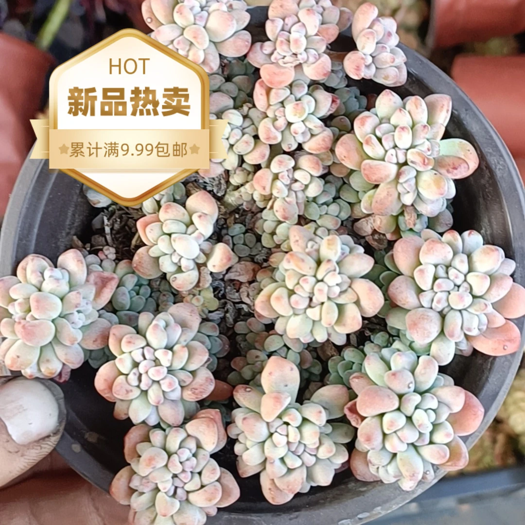 蓝豆2盆带盆带土（下单包邮）吹吹多肉多肉植物老桩多肉