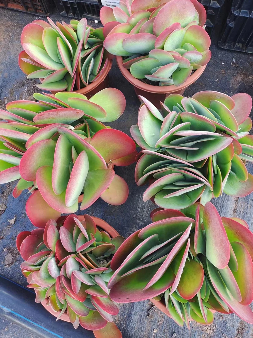 特价大唐印（本店累计满9.9包邮）吹吹多肉空气上盆发货开花种植