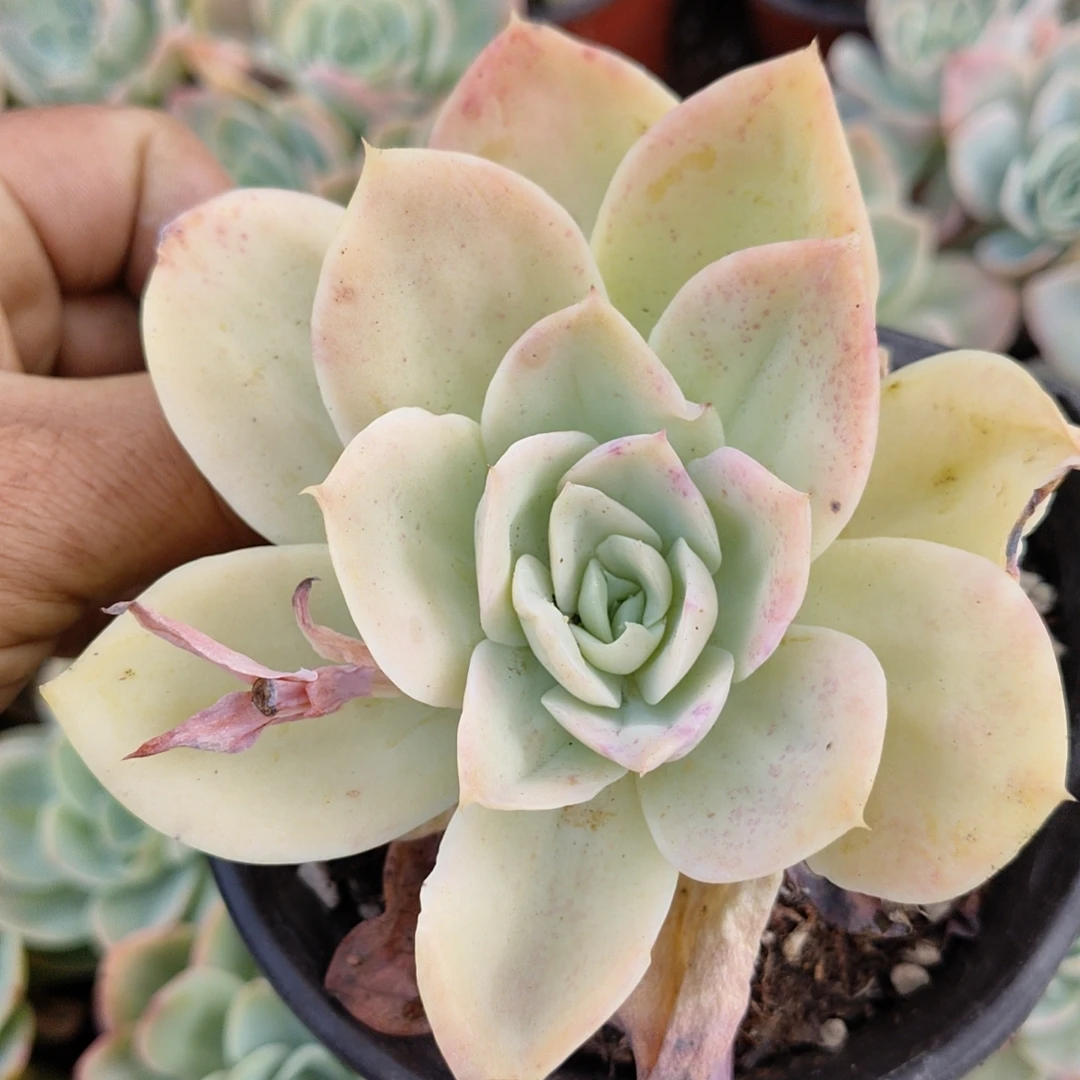 厚叶丝绸3盆（累计满9.99单包邮）吹吹多肉/多肉养护