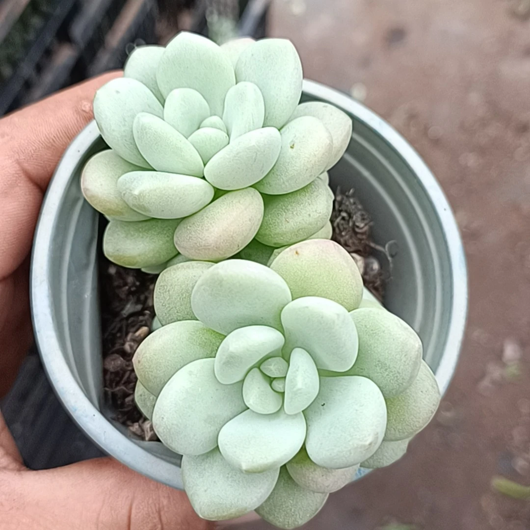 泡泡糖/(满9.9包邮)吹吹多肉