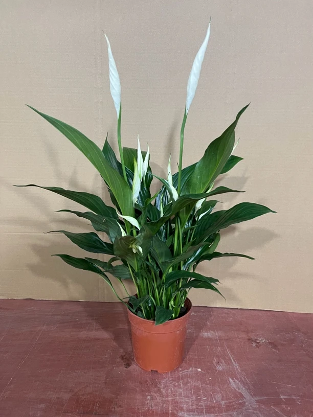 美酒白掌盆栽四季常青带花室内客厅桌面植物吸甲醛净化空气可水培
