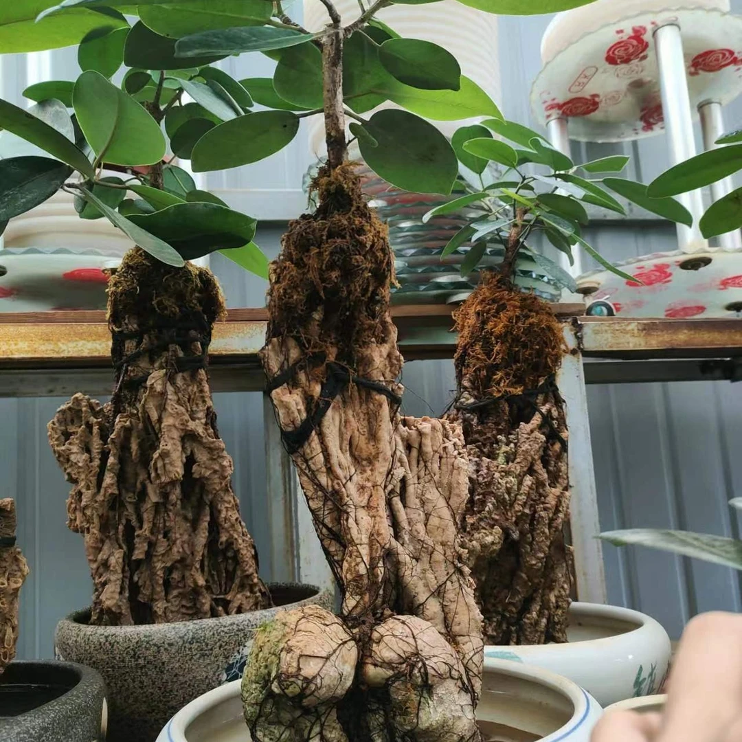 纯天然吸水石上水石造型树绿植花卉