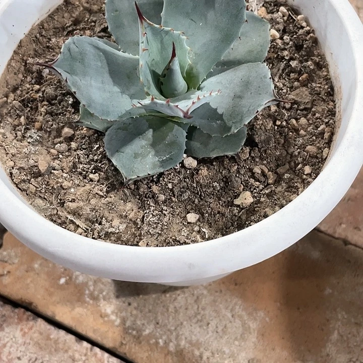 喜****?龙舌兰包邮包邮包邮