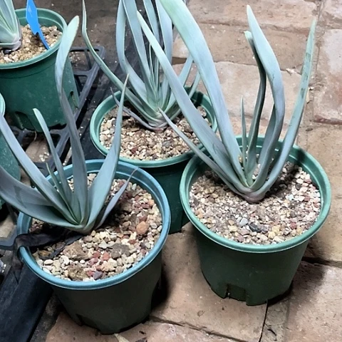 龙舌兰折扇芦荟包邮