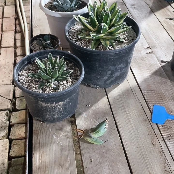 包邮六颗龙舌兰光中斑送一个