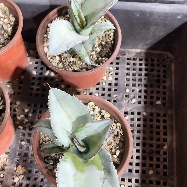 龙舌兰白冰大型包邮