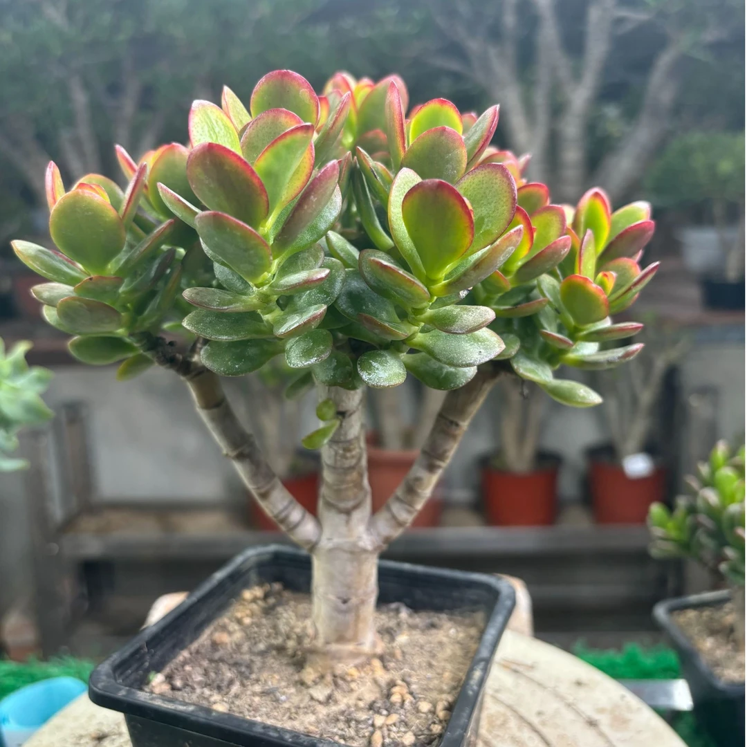 玉树老桩盆栽控养花月系（美美园艺编号001-150）