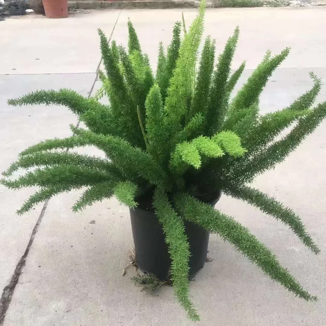 狐尾天冬盆栽窗台阳台庭院耐热观叶植物四季常青多年生好养易活
