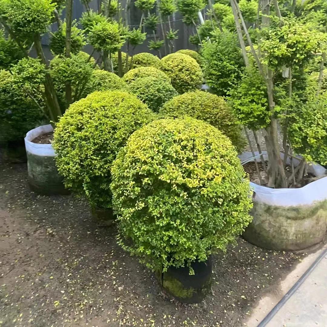 亮晶女贞球花叶女贞树苗庭院花镜植物花园别墅造景多年生绿植女贞