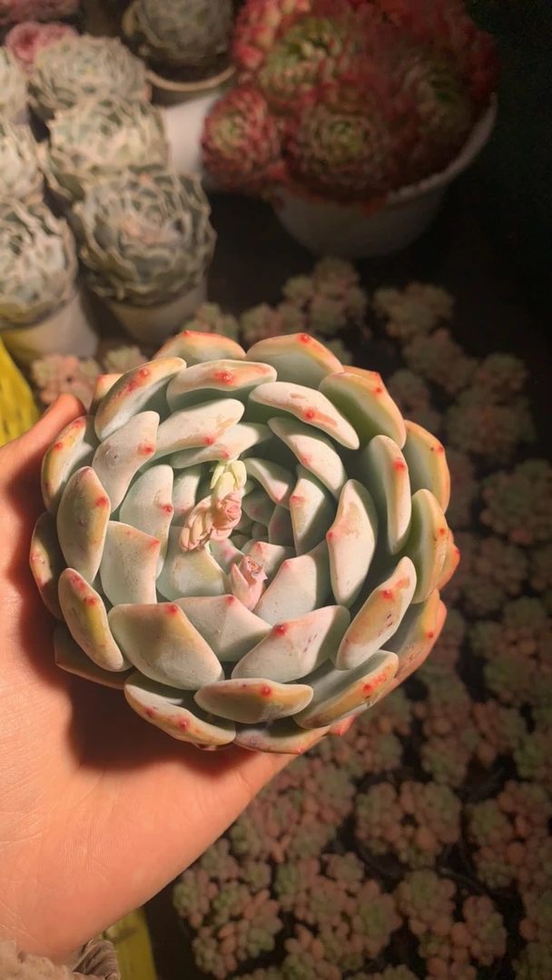 棒棒糖橙梦露多肉植物
