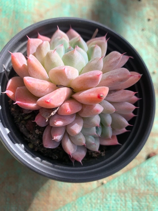 朱sir阿尔巴佳人  双头多肉植物