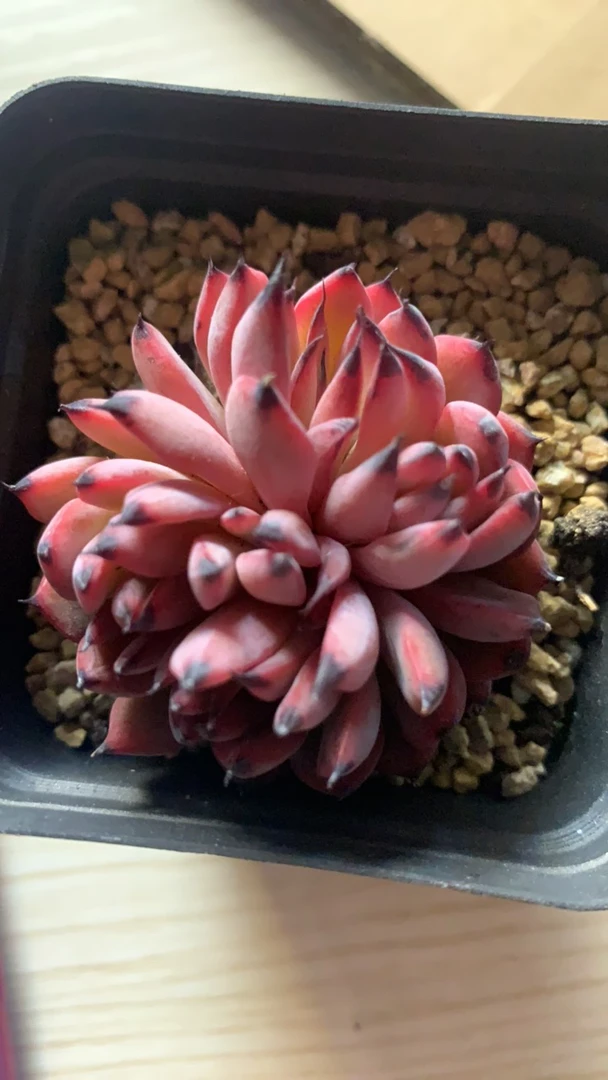 朱sir家琵琶精多肉植物