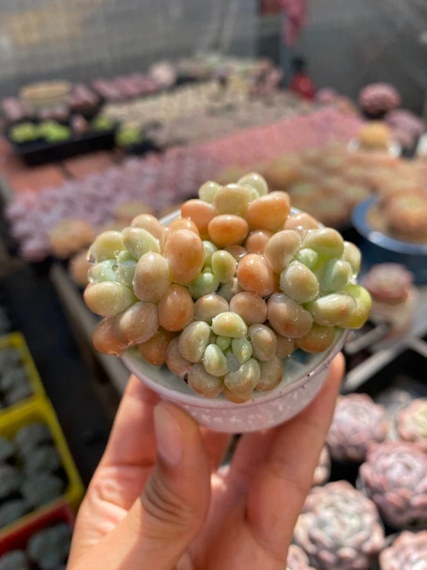 年货节超值福利洛可可买一颗送一颗多肉植物