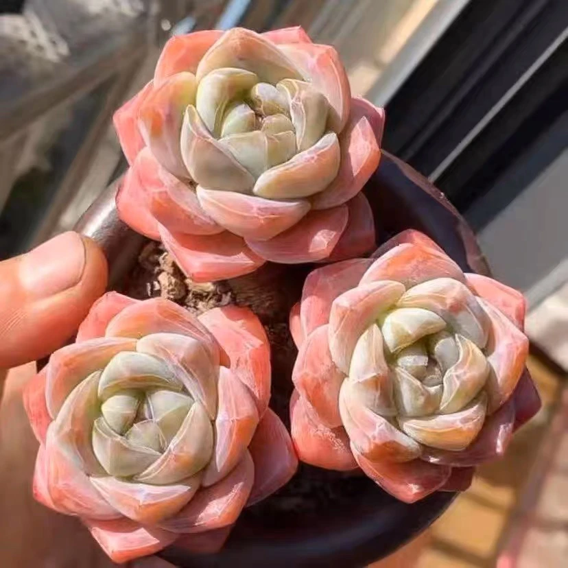 钻石冰玉多肉植物.5到7公分起发