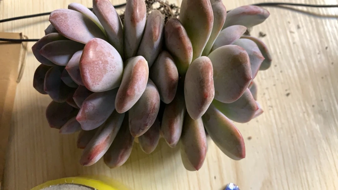 朱sir星影橙双头  多肉植物