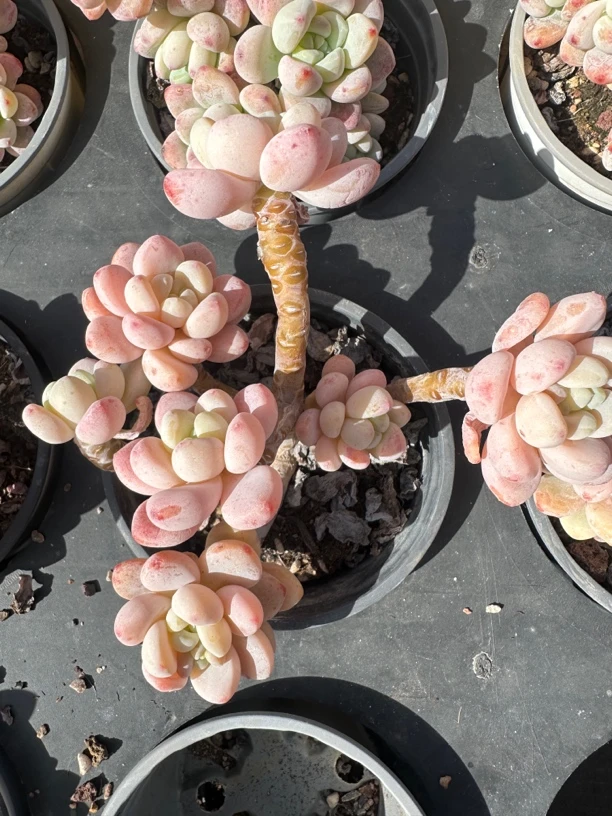 2代罗琦多肉多肉植物