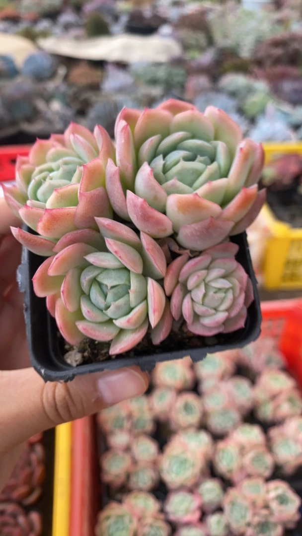 朱sir说 贝瑞多肉植物