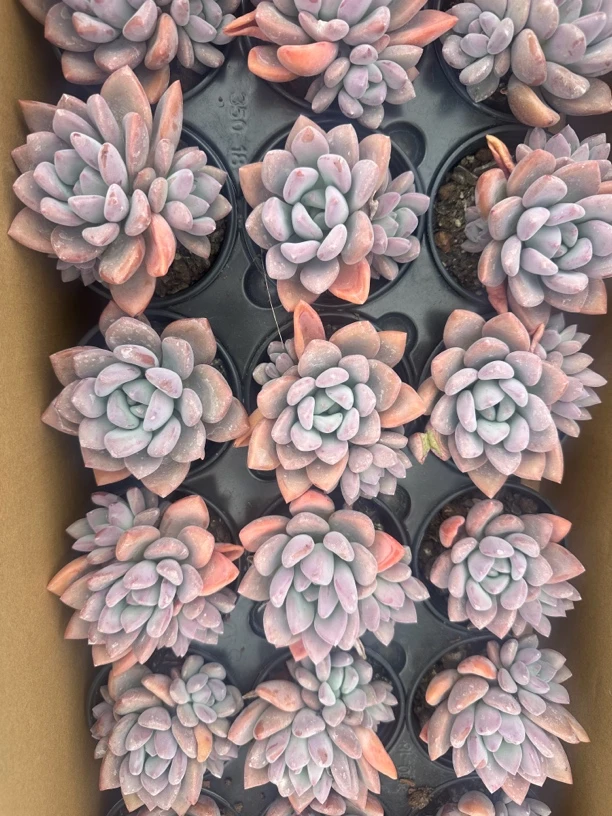 澳橙多肉植物单头