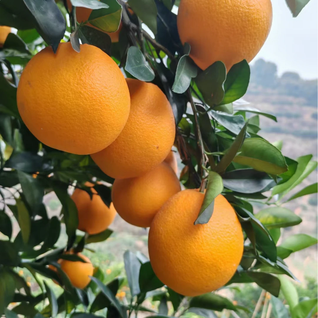 【小元专属】赣南脐橙4.8-9斤 酸甜可口江西橙子应季水果