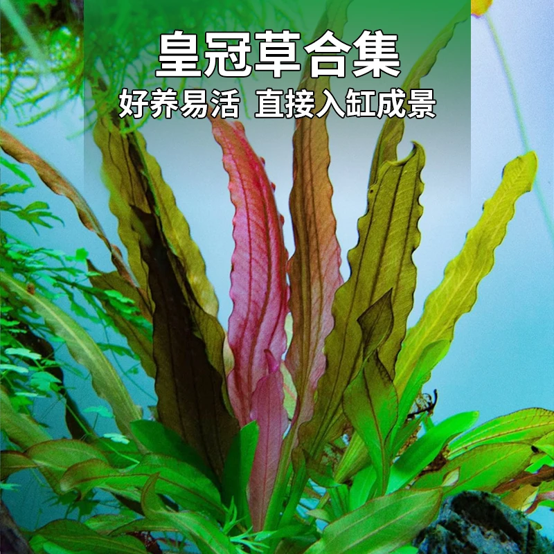 皇冠水草阿根廷皇冠草大九冠淡水生态鱼缸造景挺水植物新手水草