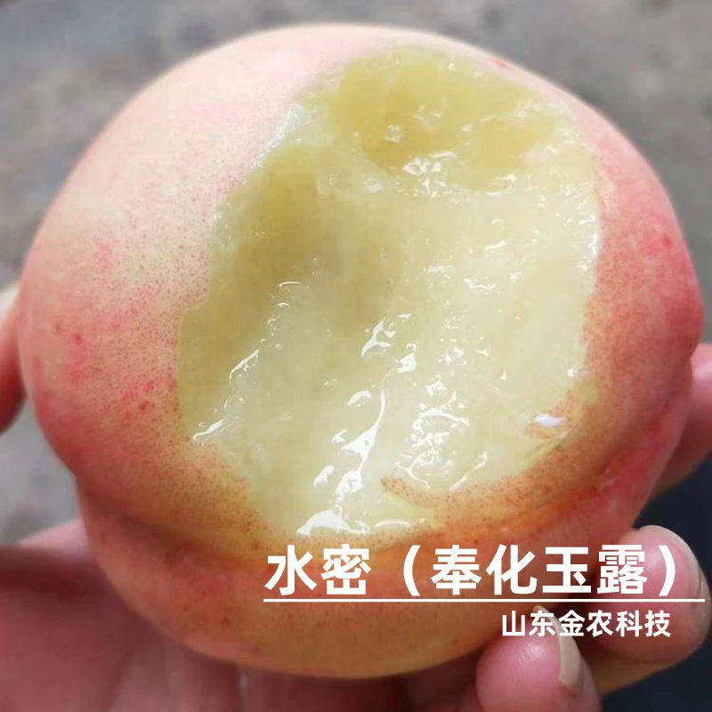 嫁接奉化玉露水蜜桃桃树苗7月下旬成熟浙江宁波品种桃苗当年结果