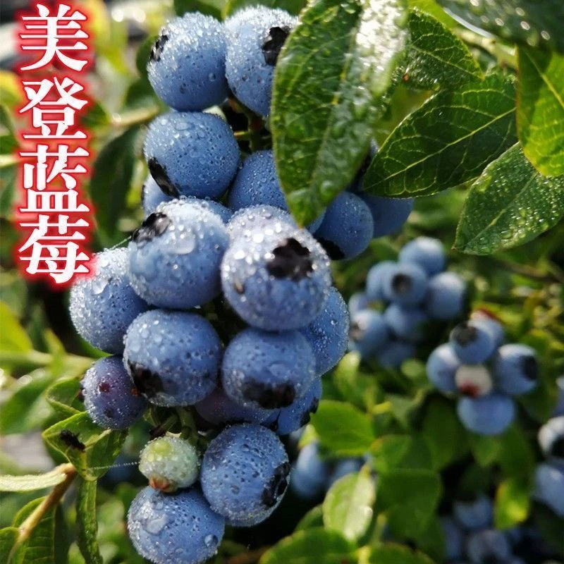 美登蓝莓苗东北耐寒蓝莓树苗盆栽地栽北方山东发【新疆西藏专链】