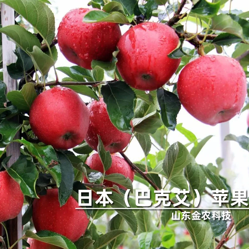 嫁接早熟巴克艾嘎啦苹果树树苗脆甜苹果苗南北种当年结果果树果苗
