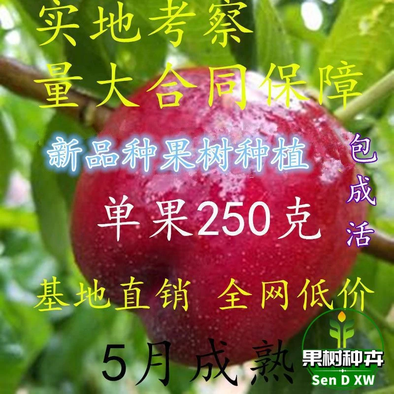 5月成熟早熟黄肉油桃新品种京蕾油桃树苗 浓甜特 果250克当年结果