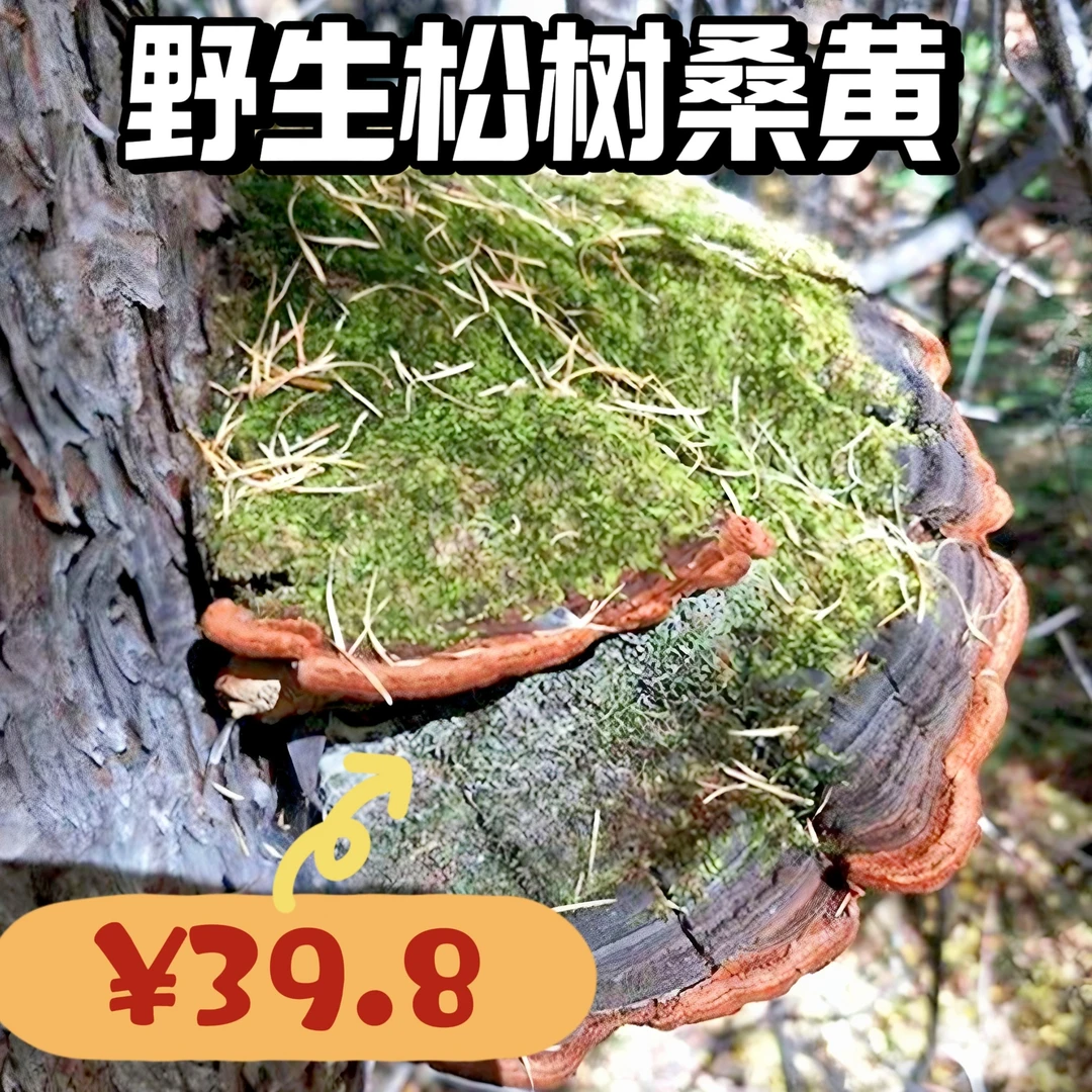 【承颐堂】西藏野生松树桑黄松针层孔菌松针灵芝整枝天然桑叶茶