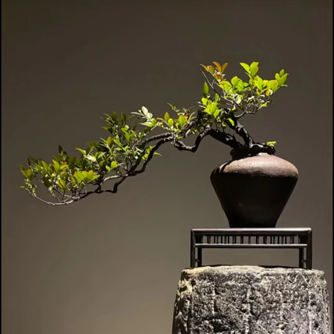 黑骨茶小叶紫檀盆景树桩室内外办公桌面绿植黑骨茶盆栽四季常青