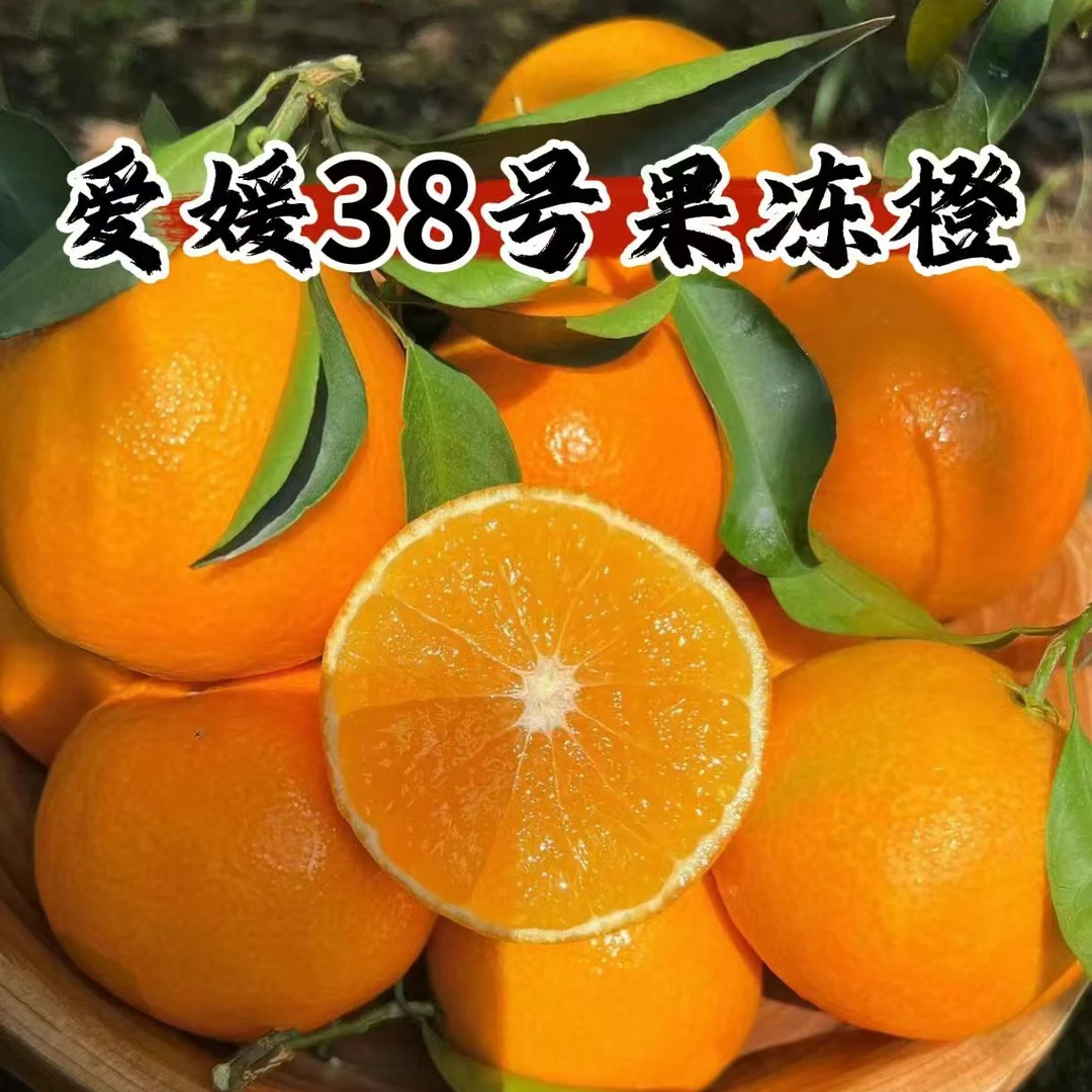 【头茬鲜果】四川眉山正宗爱媛38号果冻橙新鲜采摘瀑甜多汁