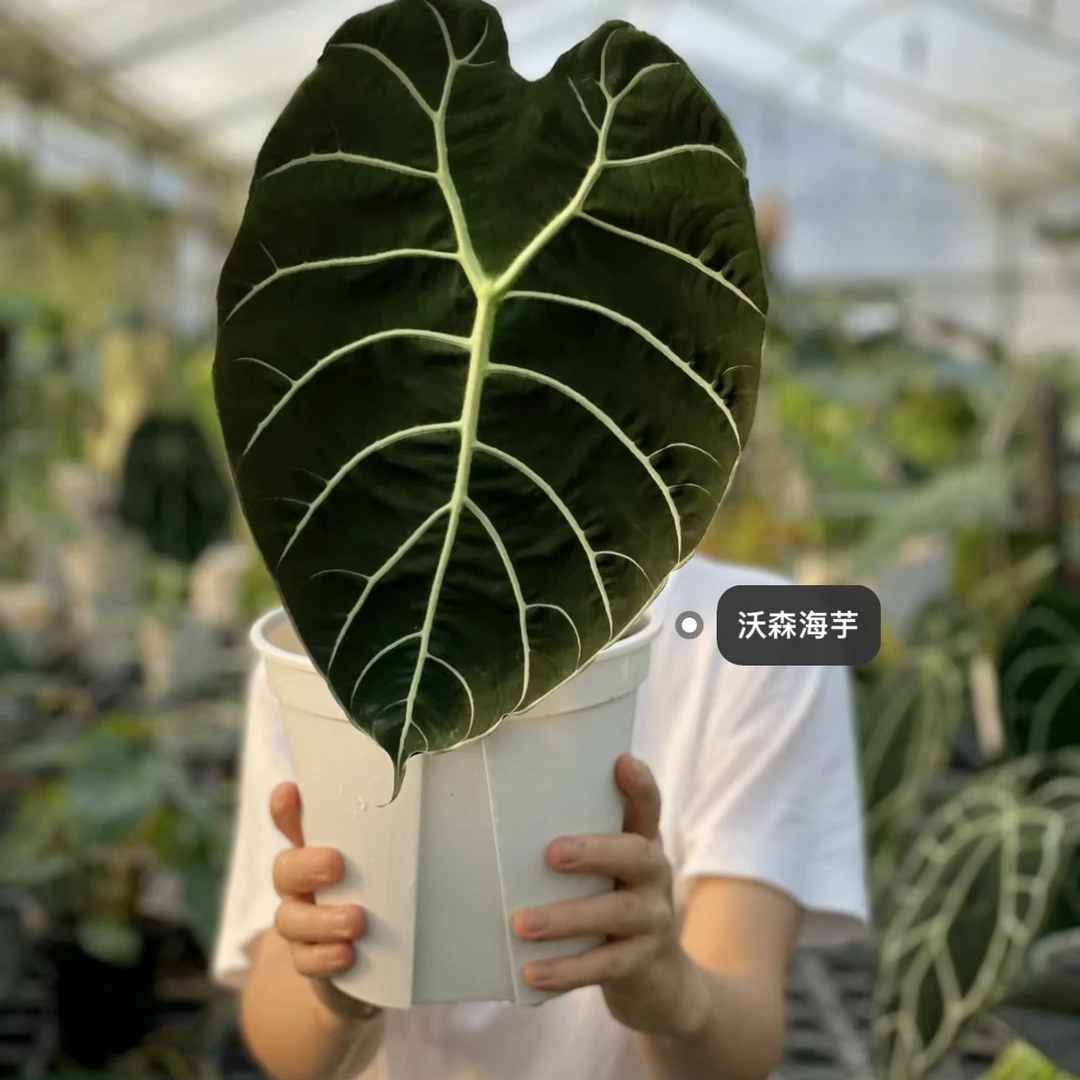 【绒面·沃森】海芋稀有爬柱好看好养室内绿植盆栽