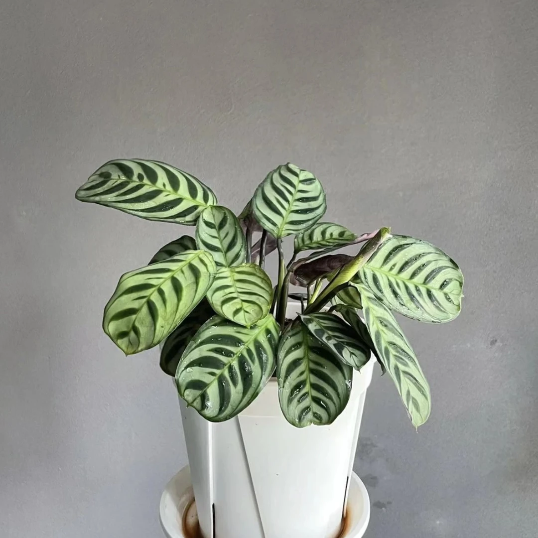 【马克思竹芋】ins风可水培绿植盆栽花期超长容易爆花