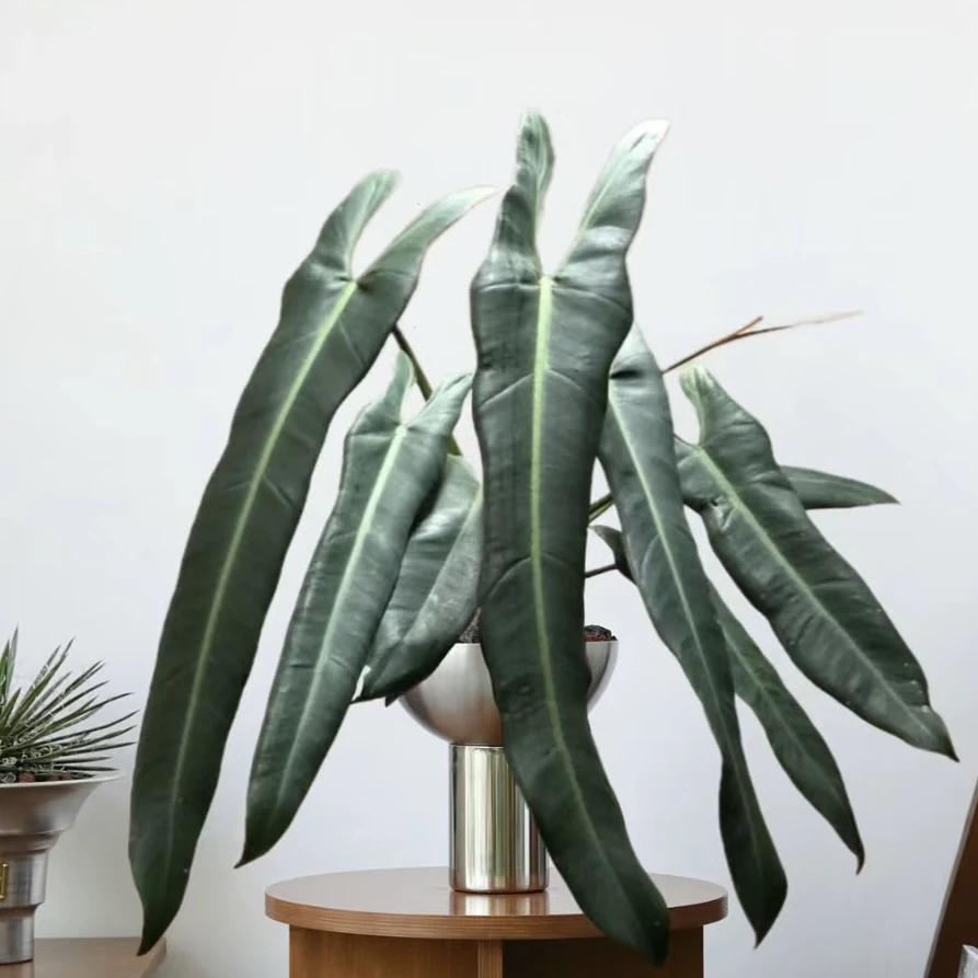 【圣灵蔓绿绒】肌肉感满满！好看好养绿植盆栽天南星科ins风