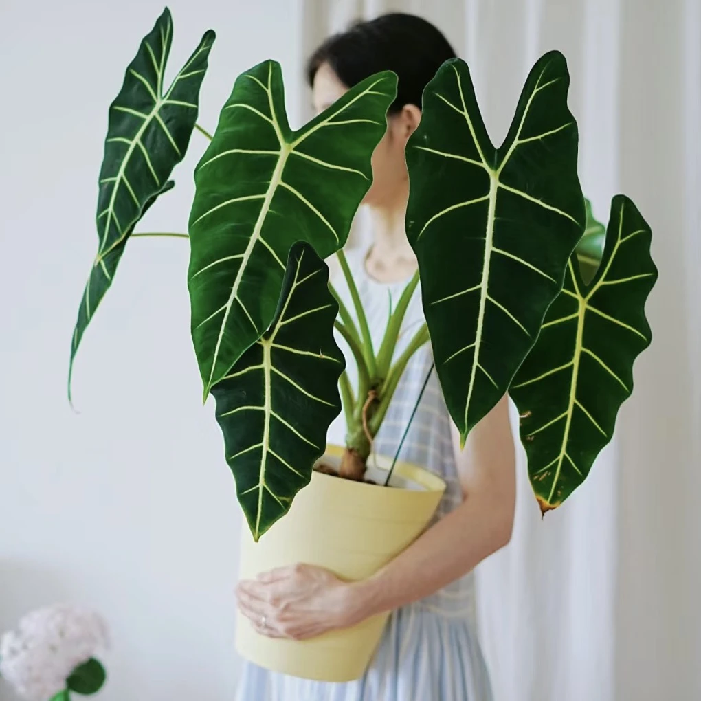 【老桩微瑕！天鹅绒海芋】不售后清新绿植天南星科网红