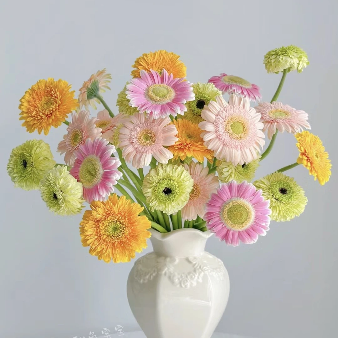 【发两颗！非洲菊】花卉好看好养超美
