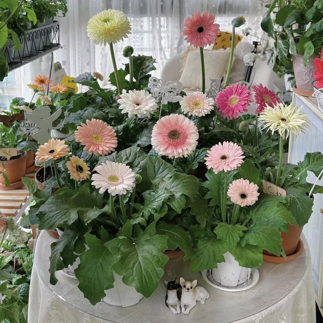 【发3颗！非洲菊】花卉好看好养超美