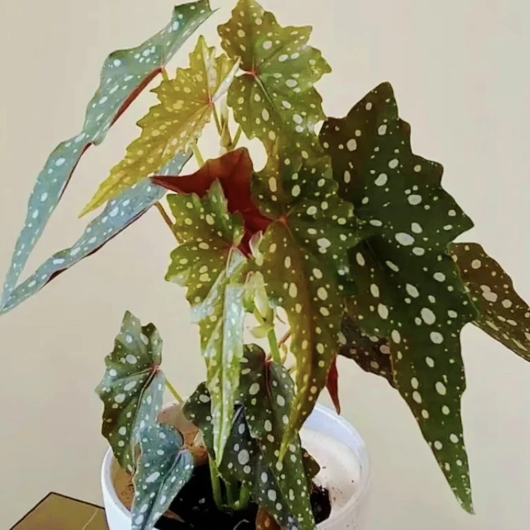 【沙丁鱼】好看好养室内盆栽秋海棠系列