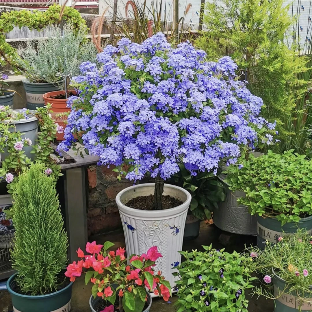 B级！【蓝雪花棒棒糖】爬藤垂钓他都行！耐热地被好养绿植