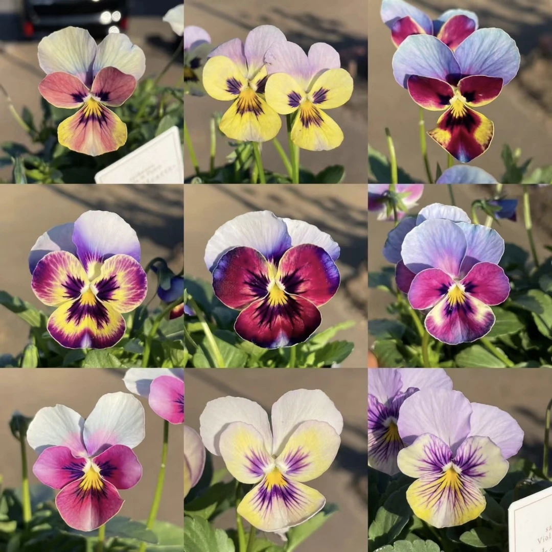 三颗！【冰激凌角锦】天选阳台盆栽！原盆原土超级好养耐寒四季开花