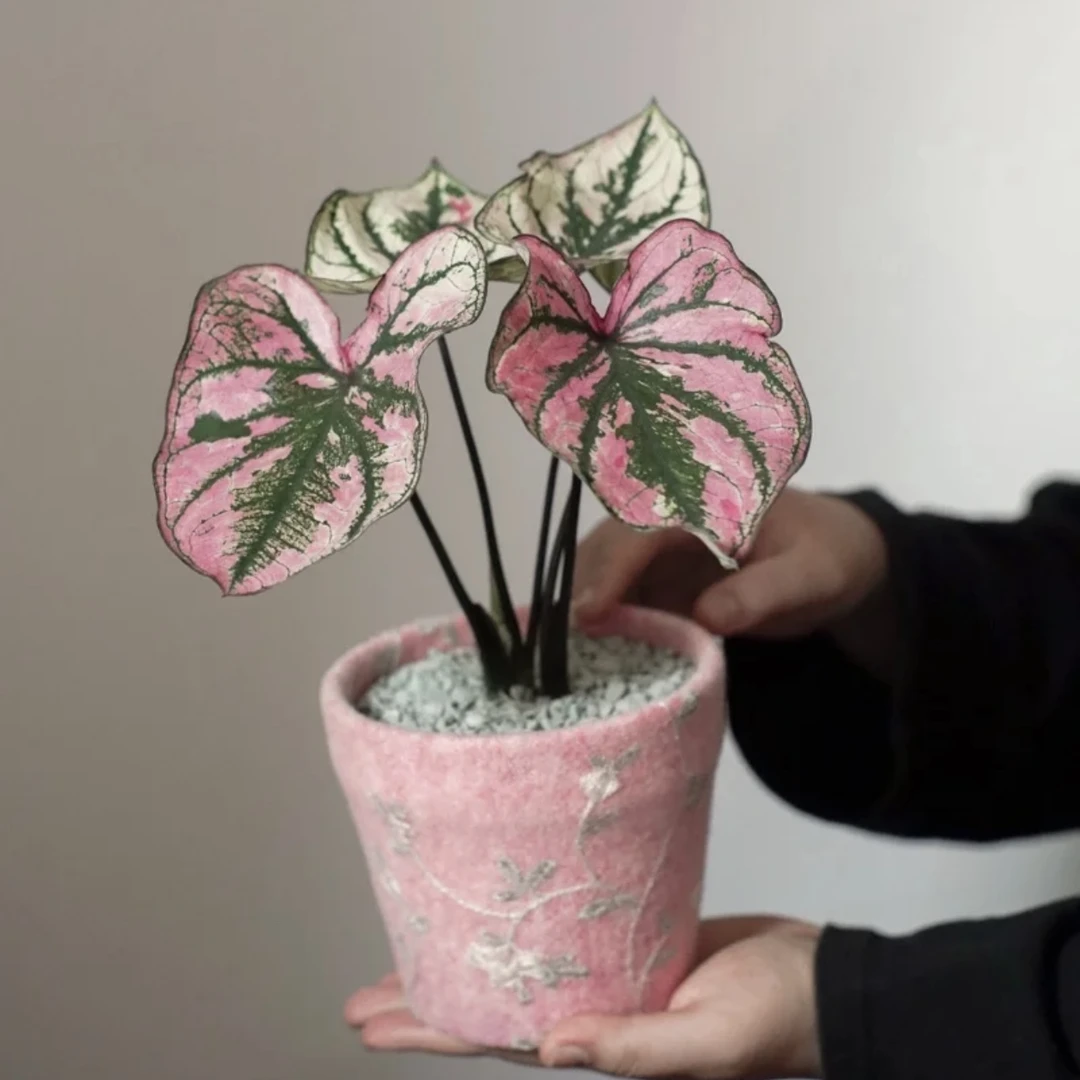 【紫霞仙子】彩叶芋热植耐热种球多年生